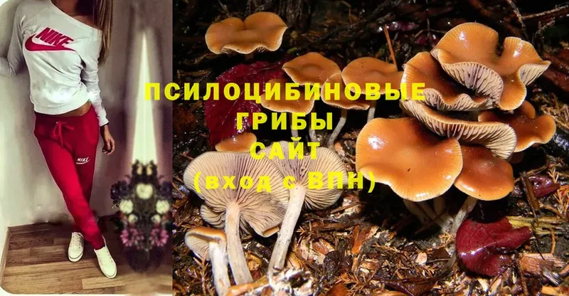 MEGA как войти  Богородск  Галлюциногенные грибы GOLDEN TEACHER 